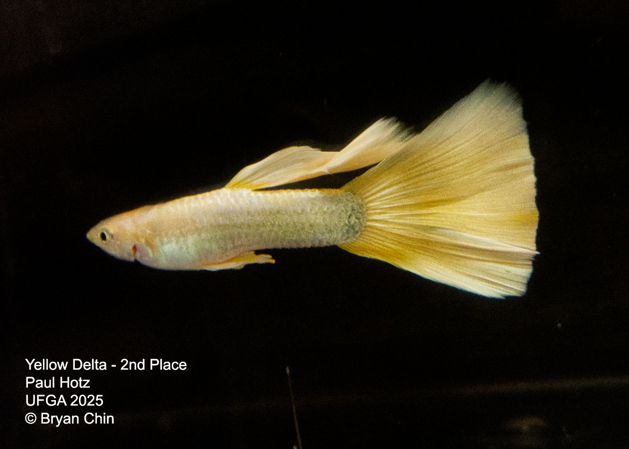 Guppy Yellow